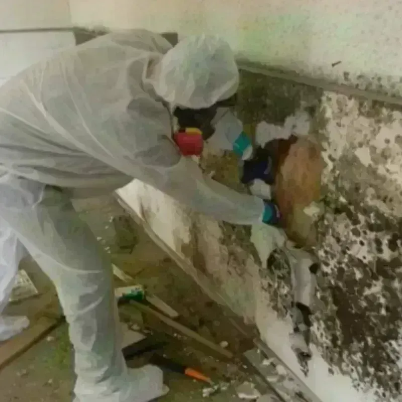 Mold Remediation and Removal in New Paltz, NY